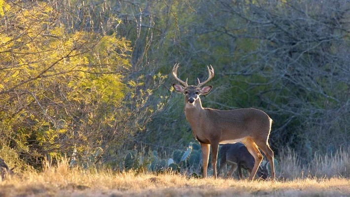 Courtesy of Texas Parks &amp; Wildlife