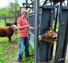 4-H member Layne Brooks tends to June, a year-old Jersey heifer he is showing at this year’s Cherokee County Junior Livestock Show. Photo courtesy of Alaina Brooks